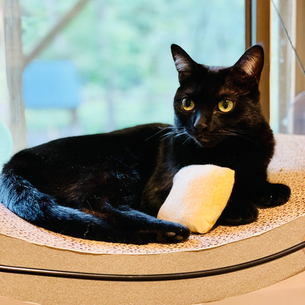 Sparkle's Mini Ciabatta