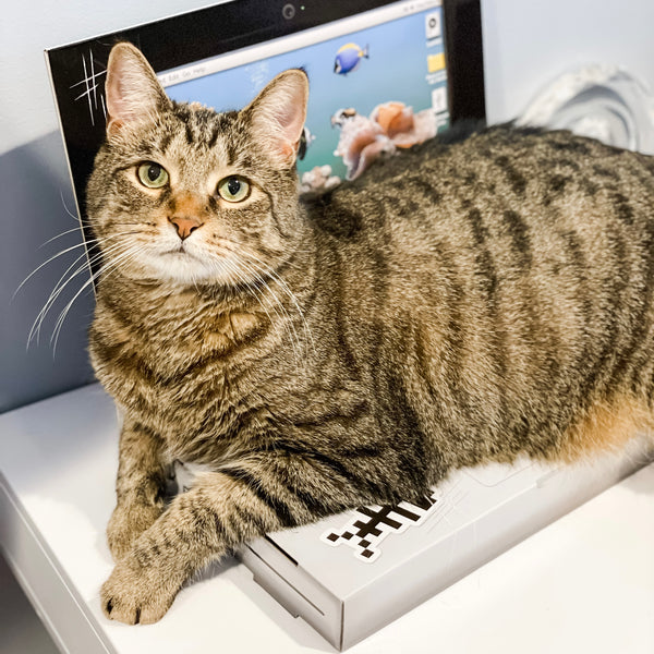 Laptop Scratcher