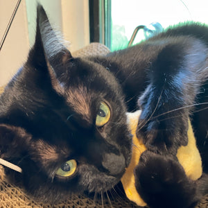 Sparkle's Ciabatta Wand Toy